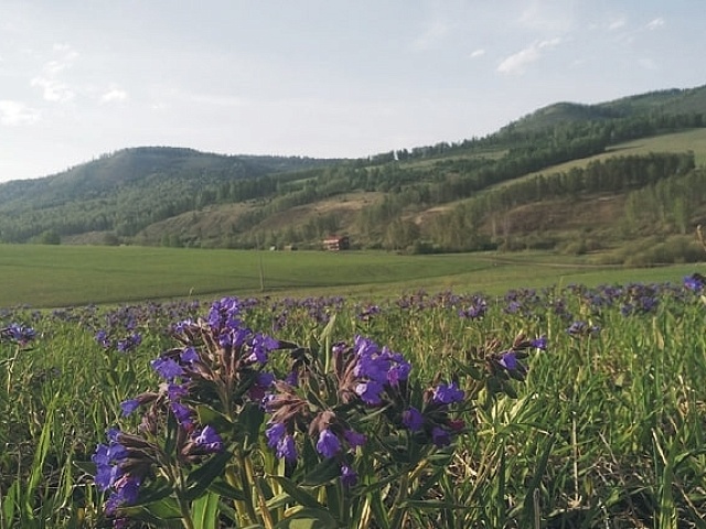 Развитие сибирского чая с господдержкой Хакасии 